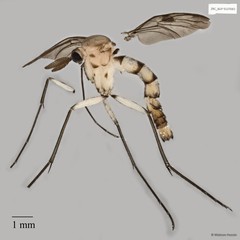 Keroplatidae sp. "ZRCBDP0072678"•&copy; Maimon Hussin•All Rights Reserved