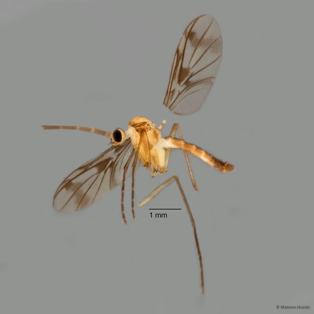 Keroplatidae sp. "ZRCBDP0072750"•&copy; Maimon Hussin•All Rights Reserved
