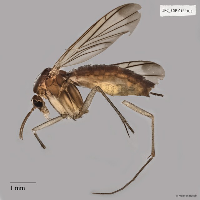 Keroplatidae sp. "ZRCBDP0155103"•&copy; Maimon Hussin•All Rights Reserved