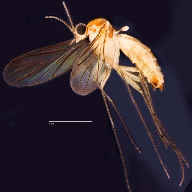 Autriaclophila sp. "ZRCBDP0048641"•&copy; Ang Yuchen•All Rights Reserved