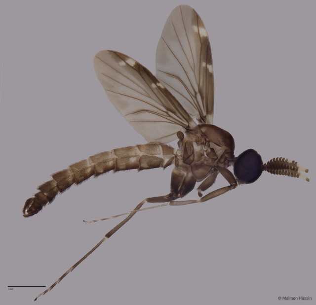 Heteropterna sp. "ZRCBDP0048236"•&copy; Maimon Hussin•All Rights Reserved