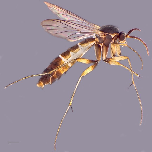Isoneuromyia sp. "ZRCBDP0048590"•&copy; Ang Yuchen•All Rights Reserved