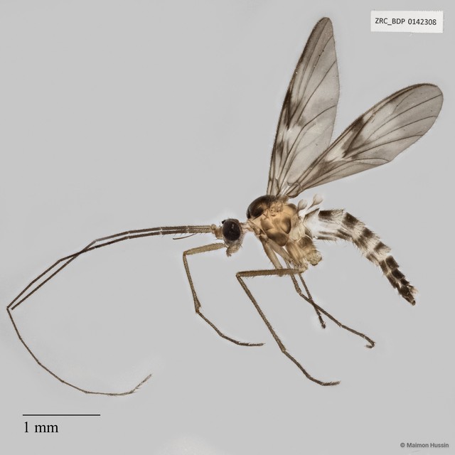 Macrocera sp. "ZRCBDP0041027"•&copy; Maimon Hussin•All Rights Reserved
