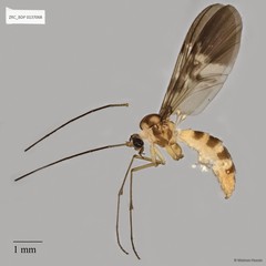 Macrocera sp. "ZRCBDP0048635"•&copy; Maimon Hussin•All Rights Reserved