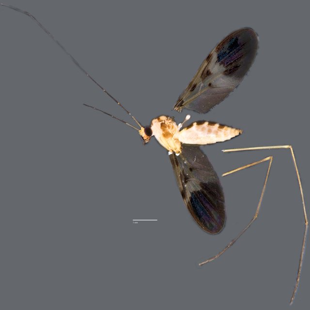 Macrocera sp. "ZRCBDP0048636"•&copy; Ang Yuchen•All Rights Reserved