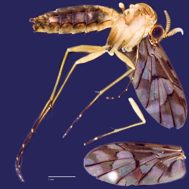 Macrocera sp. "ZRCBDP0048639"•&copy; Ang Yuchen•All Rights Reserved
