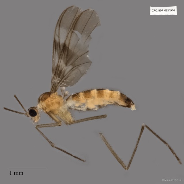 Macrocera sp. "ZRCBDP0136960"•&copy; Maimon Hussin•All Rights Reserved