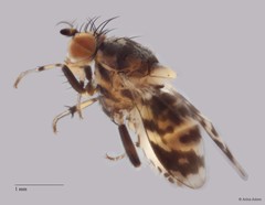 Homoneurinae sp. "ZRCBDP0054811"