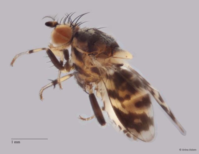 Homoneurinae sp. "ZRCBDP0054811"•&copy; Arina Adom•All Rights Reserved