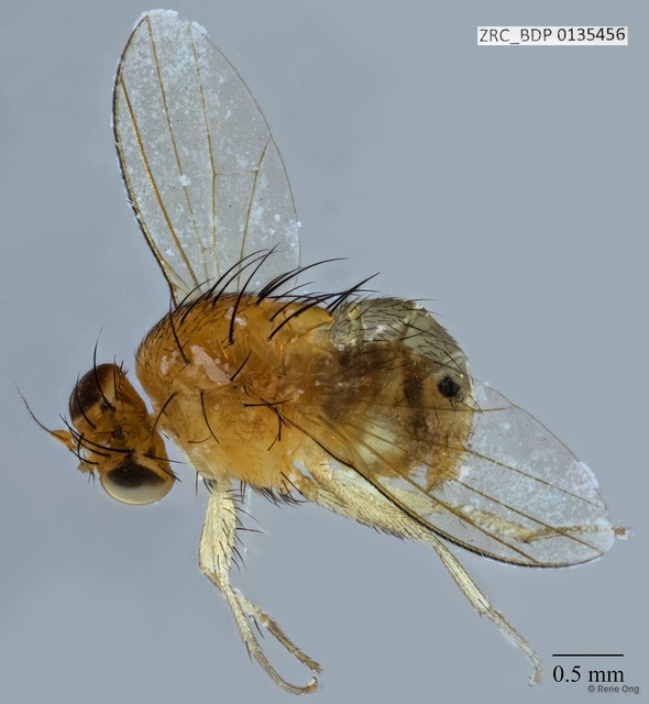 Lauxaniidae sp. "ZRCBDP0056455"•&copy; Rene Ong•All Rights Reserved