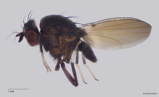 Homoneurinae sp. "ZRCBDP0063655"•&copy; Arina Adom•All Rights Reserved