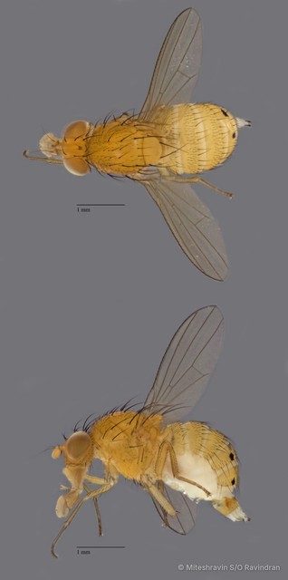 Lauxaniidae sp. "ZRCBDP0079869"•&copy; Miteshravin S/O Ravindran•All Rights Reserved