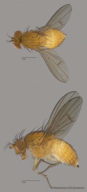 Lauxaniidae sp. "ZRCBDP0080011"•&copy; Miteshravin S/O Ravindran•All Rights Reserved