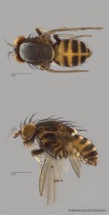 Lauxaniidae sp. "ZRCBDP0080017"