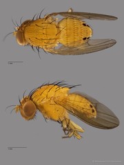 Lauxaniidae sp. "ZRCBDP0081024"•&copy; Miteshravin S/O Ravindran•All Rights Reserved