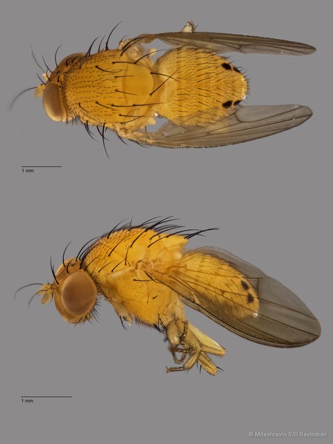 Lauxaniidae sp. "ZRCBDP0081024"•&copy; Miteshravin S/O Ravindran•All Rights Reserved