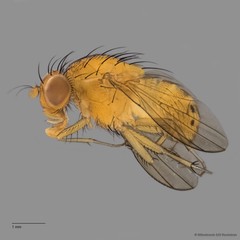 Lauxaniidae sp. "ZRCBDP0081024"•&copy; Miteshravin S/O Ravindran•All Rights Reserved