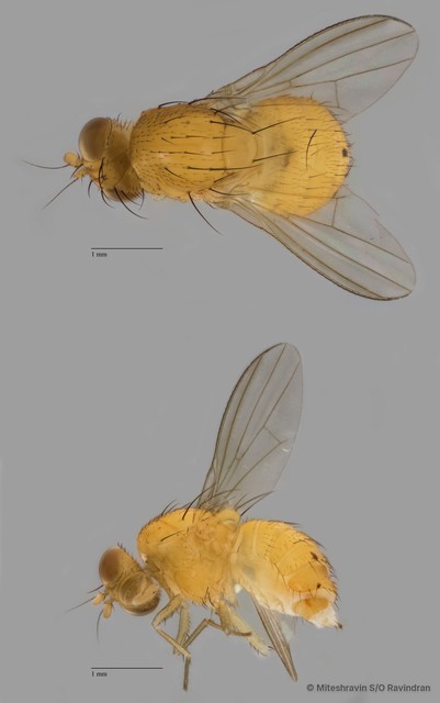 Lauxaniidae sp. "ZRCBDP0081074"•&copy; Miteshravin S/O Ravindran•All Rights Reserved