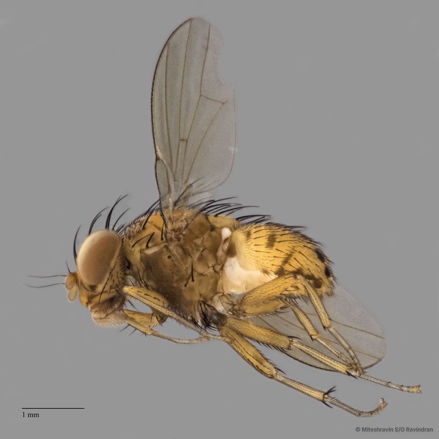 Lauxaniidae sp. "ZRCBDP0089431"•&copy; Miteshravin S/O Ravindran•All Rights Reserved