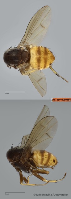 Lauxaniidae sp. "ZRCBDP0089484"•&copy; Miteshravin S/O Ravindran•All Rights Reserved