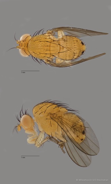 Lauxaniidae sp. "ZRCBDP0089502"•&copy; Miteshravin S/O Ravindran•All Rights Reserved