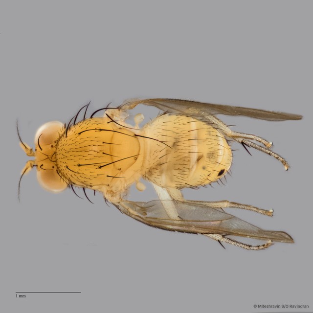 Lauxaniidae sp. "ZRCBDP0089860"•&copy; Miteshravin S/O Ravindran•All Rights Reserved