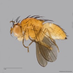 Lauxaniidae sp. "ZRCBDP0090254"•&copy; Miteshravin S/O Ravindran•All Rights Reserved