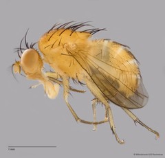 Lauxaniidae sp. "ZRCBDP0090254"•&copy; Miteshravin S/O Ravindran•All Rights Reserved