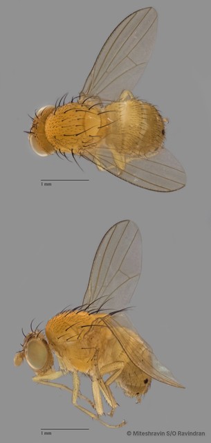 Lauxaniidae sp. "ZRCBDP0090258"•&copy; Miteshravin S/O Ravindran•All Rights Reserved