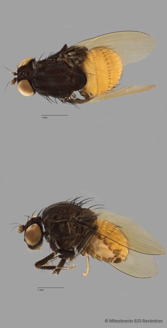 Lauxaniidae sp. "ZRCBDP0090395"•&copy; Miteshravin S/O Ravindran•All Rights Reserved