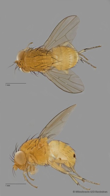 Lauxaniidae sp. "ZRCBDP0090632"•&copy; Miteshravin S/O Ravindran•All Rights Reserved