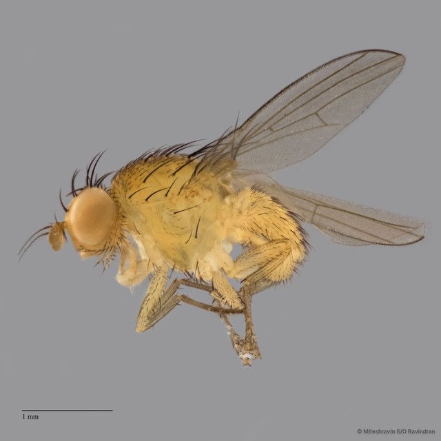 Lauxaniidae sp. "ZRCBDP0091022"•&copy; Miteshravin S/O Ravindran•All Rights Reserved