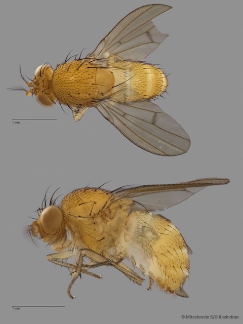 Lauxaniidae sp. "ZRCBDP0091337"•&copy; Miteshravin S/O Ravindran•All Rights Reserved