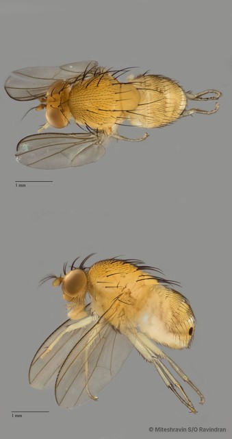 Lauxaniidae sp. "ZRCBDP0091412"•&copy; Miteshravin S/O Ravindran•All Rights Reserved