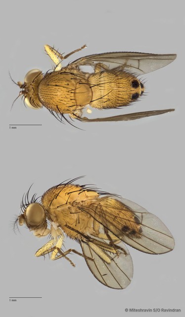 Lauxaniidae sp. "ZRCBDP0092353"•&copy; Miteshravin S/O Ravindran•All Rights Reserved