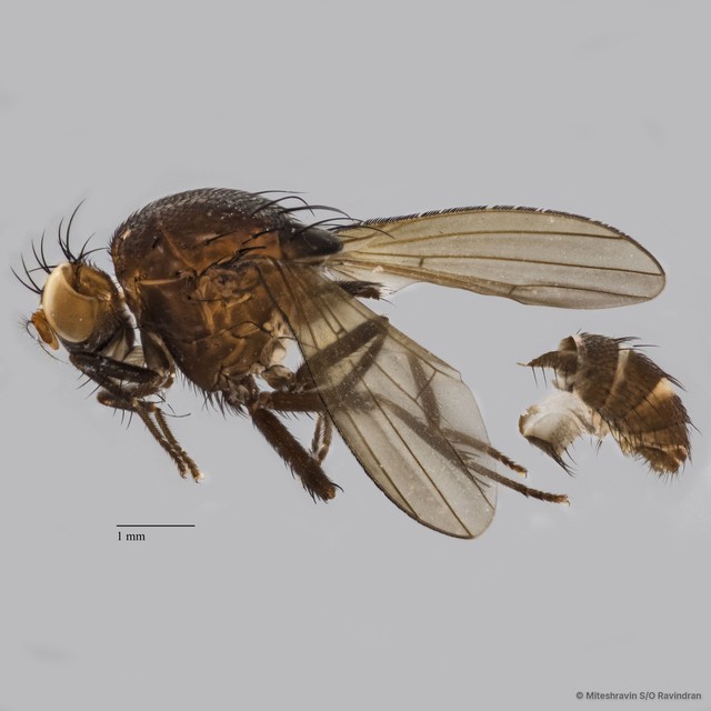 Lauxaniidae sp. "ZRCBDP0104763"•&copy; Miteshravin S/O Ravindran•All Rights Reserved