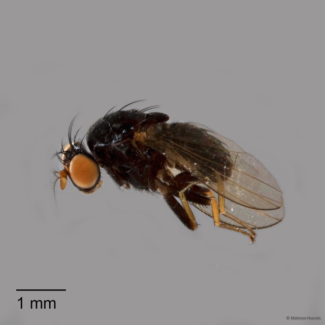 Homoneurinae sp. "ZRCBDP0126826"•&copy; Maimon Hussin•All Rights Reserved