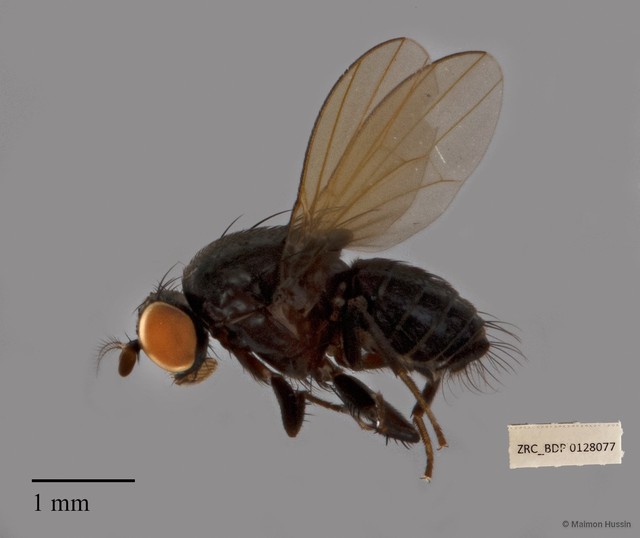 Lauxaniidae sp. "ZRCBDP0128077"•&copy; Maimon Hussin•All Rights Reserved
