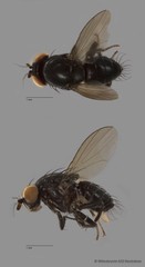 Lauxaniidae sp. "ZRCBDP0128077"•&copy; Miteshravin S/O Ravindran•All Rights Reserved