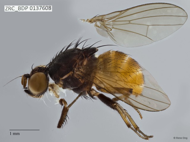 Lauxaniidae sp. "ZRCBDP0137608"•&copy; Rene Ong•All Rights Reserved