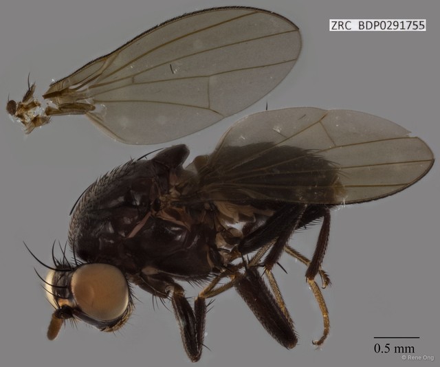 Lauxaniidae sp. "ZRCBDP0291755"•&copy; Rene Ong•All Rights Reserved