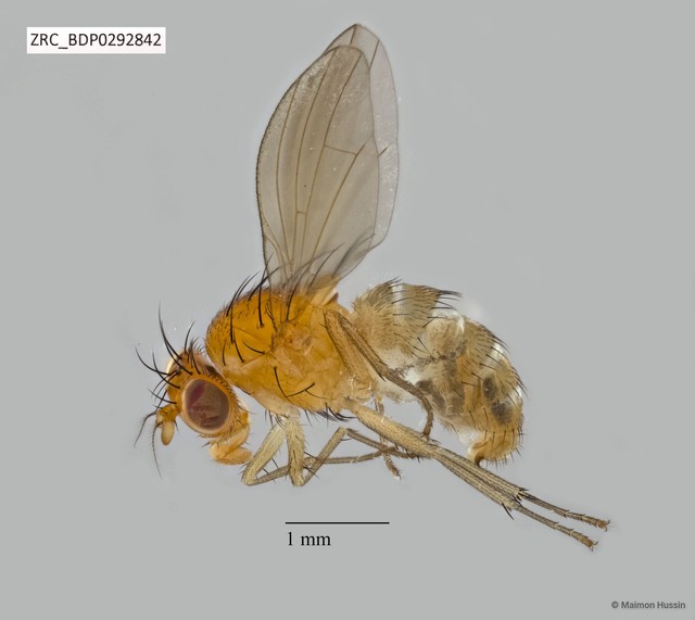 Lauxaniidae sp. "ZRCBDP0292563"•&copy; Maimon Hussin•All Rights Reserved