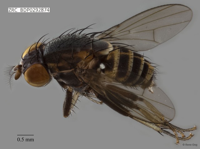 Lauxaniidae sp. "ZRCBDP0292874"•&copy; Rene Ong•All Rights Reserved