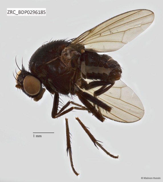Lauxaniidae sp. "ZRCBDP0295899"•&copy; Maimon Hussin•All Rights Reserved