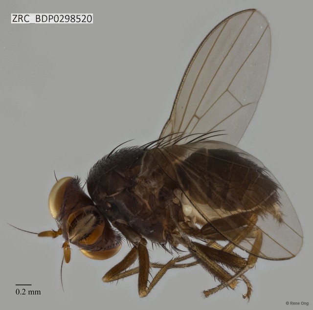Lauxaniidae sp. "ZRCBDP0298520"•&copy; Rene Ong•All Rights Reserved