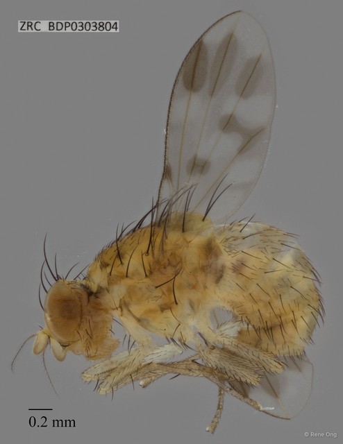 Lauxaniidae sp. "ZRCBDP0303804"•&copy; Rene Ong•All Rights Reserved