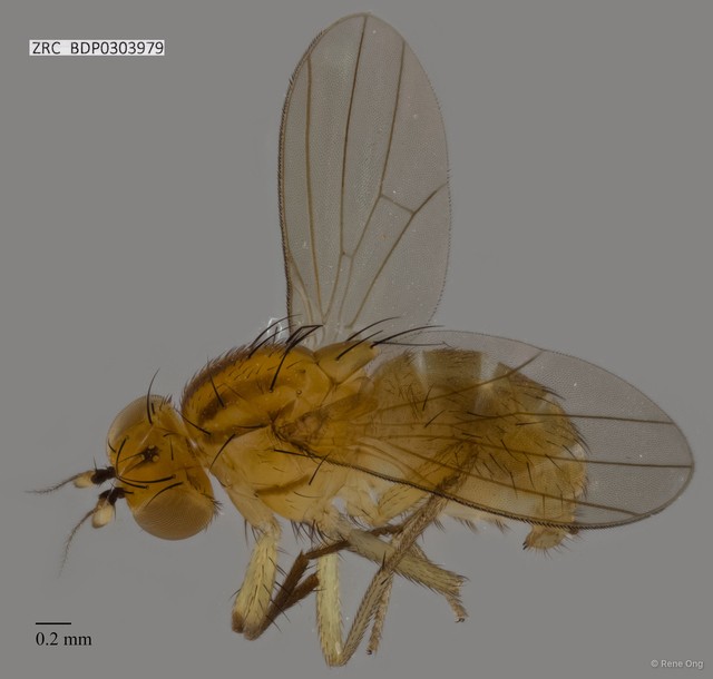 Lauxaniidae sp. "ZRCBDP0303979"•&copy; Rene Ong•All Rights Reserved