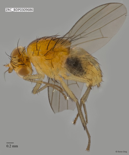 Lauxaniidae sp. "ZRCBDP0309686"•&copy; Rene Ong•All Rights Reserved