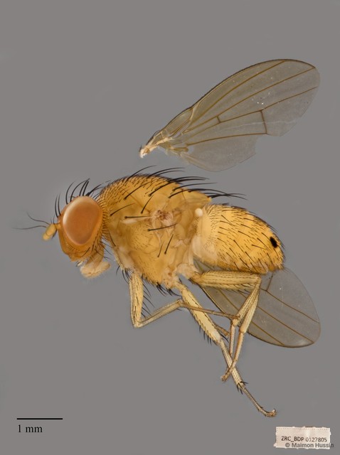 Homoneura sp. "ZRCBDP00127805"•&copy; Maimon Hussin•All Rights Reserved