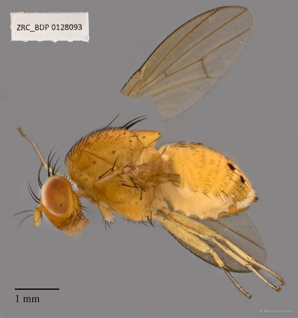 Homoneura sp. "ZRCBDP00128093"•&copy; Maimon Hussin•All Rights Reserved